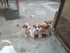 Puiuti caine Jack Russel