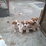 Puiuti caine Jack Russel